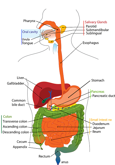 Human Digestive System